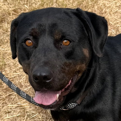 26-112 Irene, an adoptable Rottweiler in Tarboro, NC