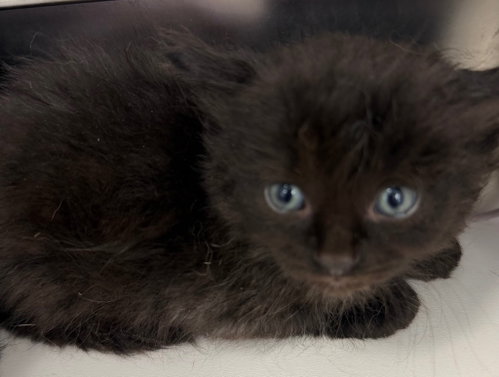 26-286, an adoptable Domestic Short Hair in Tarboro, NC