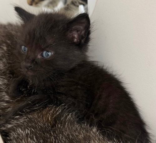 26-287, an adoptable Domestic Short Hair in Tarboro, NC