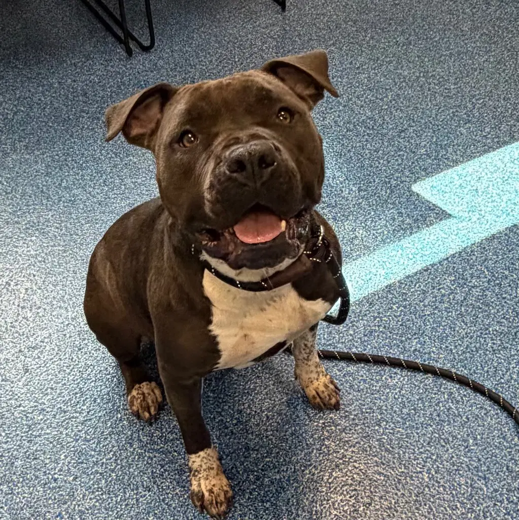 - Brienne - Pit Bull Terrier