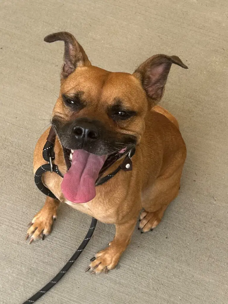 - Kylo - Boxer