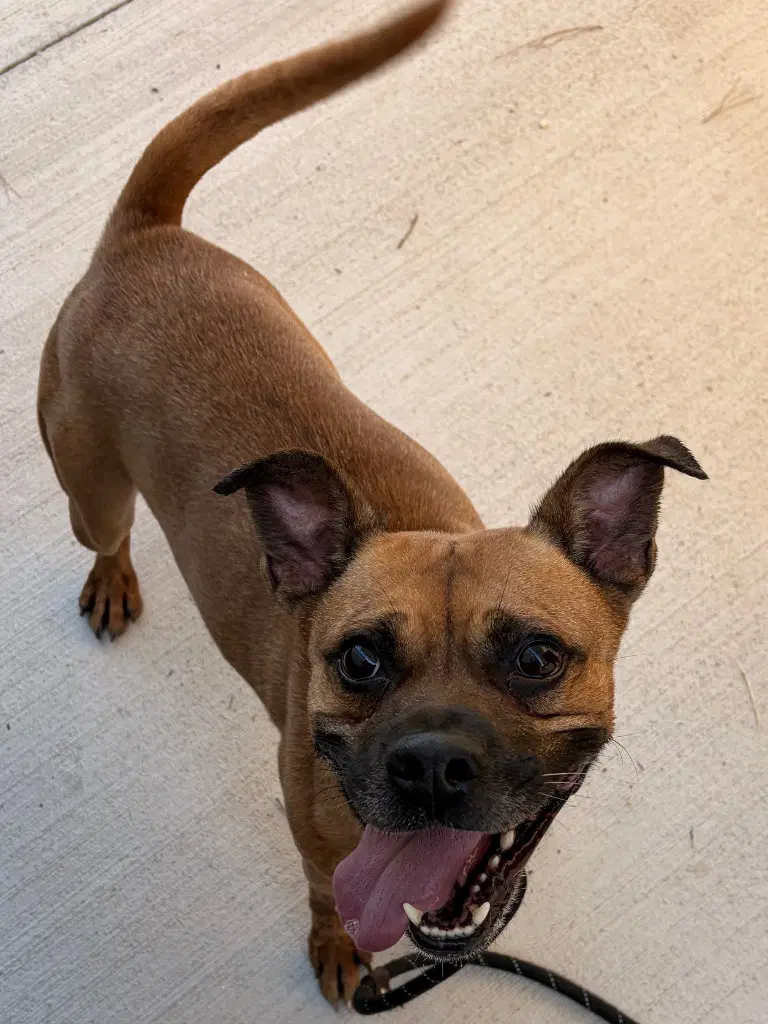 - Kylo - Boxer