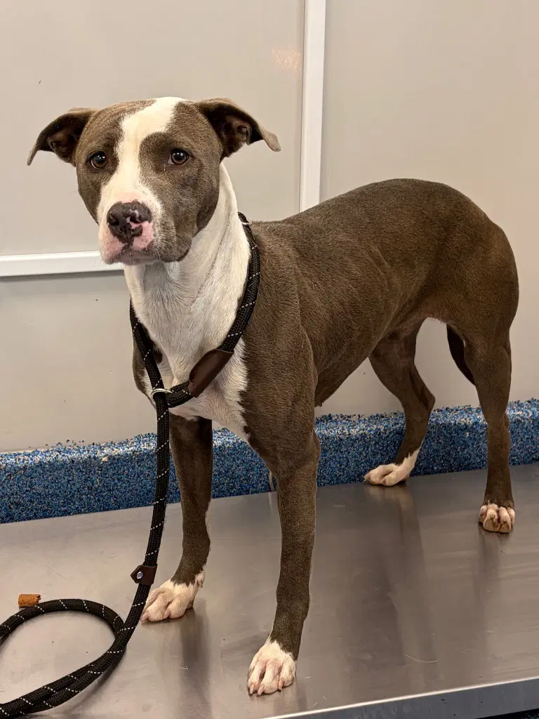 - Flower - Pit Bull Terrier