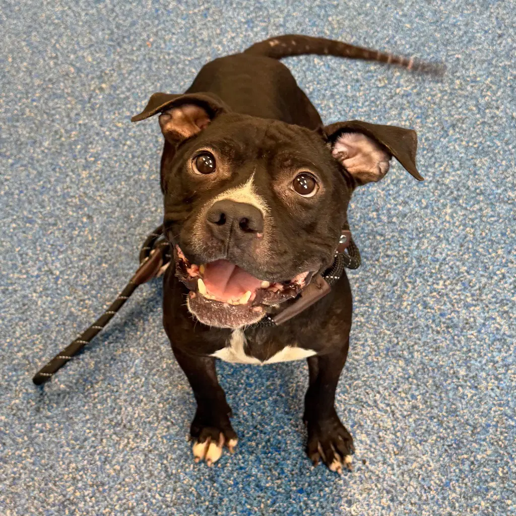 - Bugg - Pit Bull Terrier