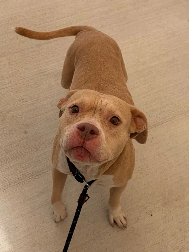 - Ellie - Pit Bull Terrier