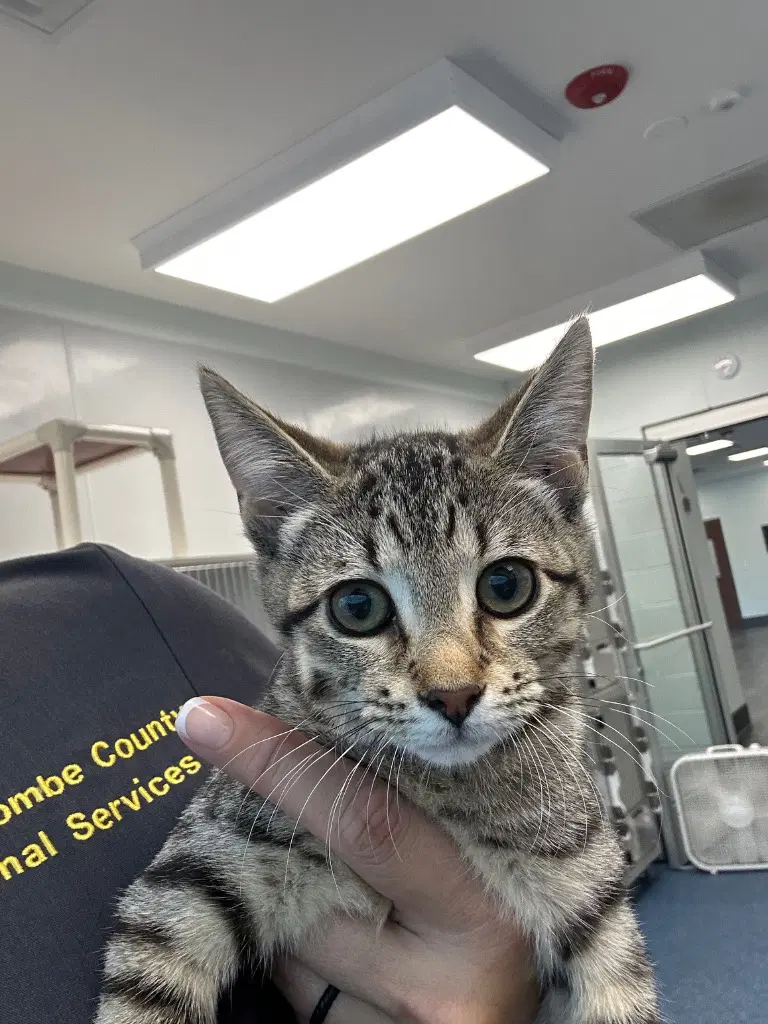 - Lizzie - Domestic Short Hair