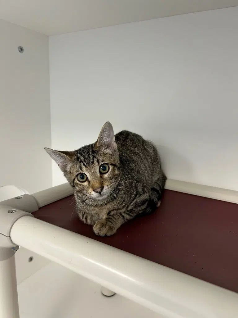 - Sammy - Domestic Short Hair