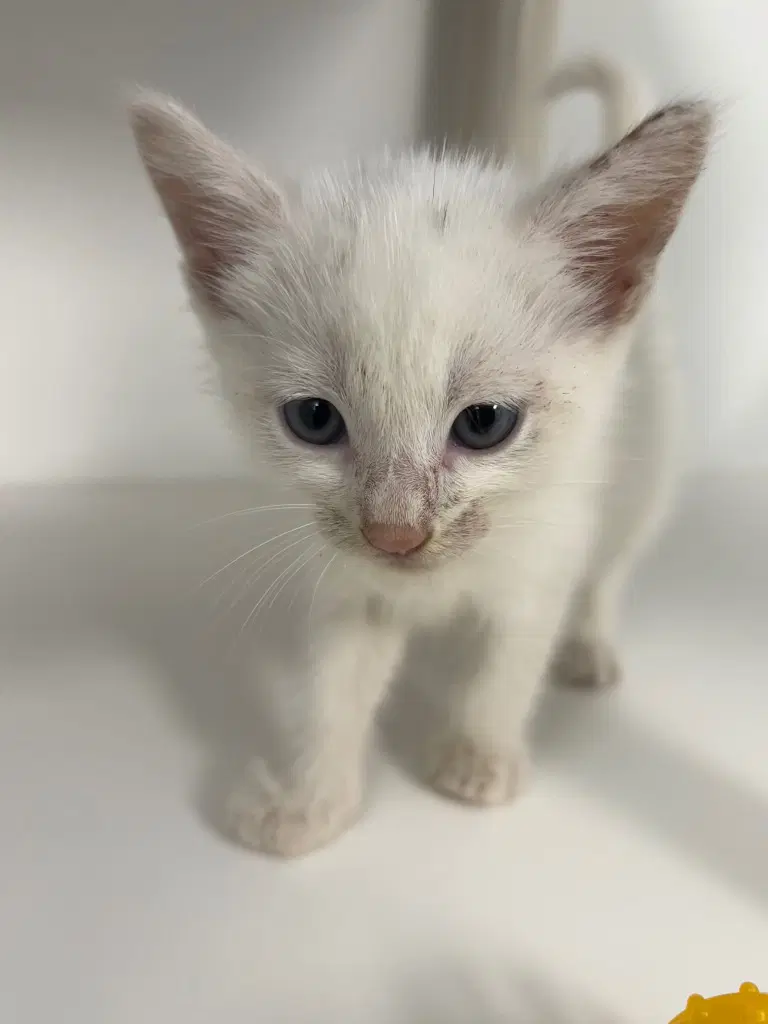 - Pearl - Domestic Short Hair