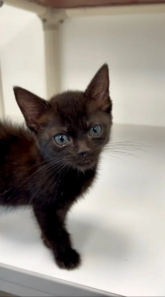 - Raven - Domestic Short Hair