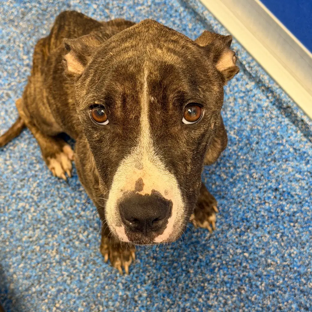 - Mocha - Pit Bull Terrier