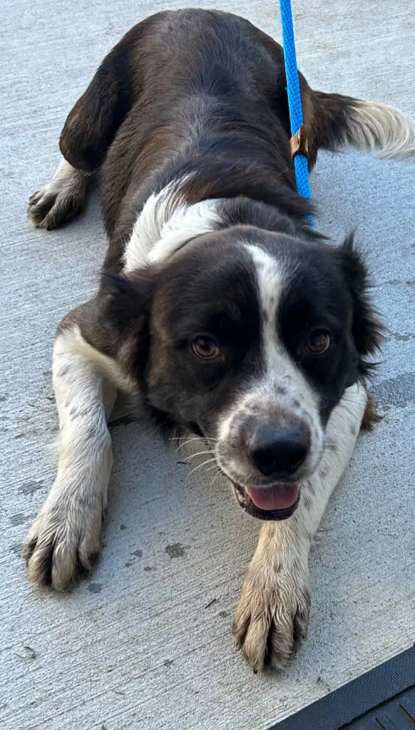 - Jasper - Border Collie