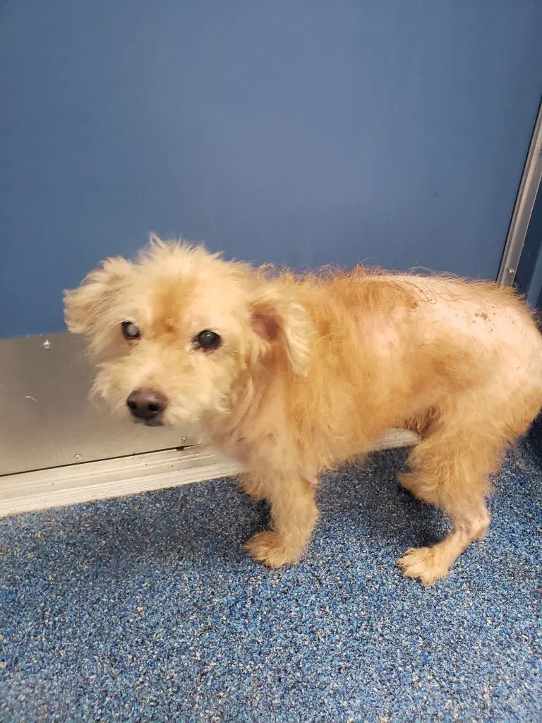 - Buffy - Poodle (unknown type)