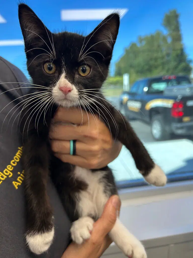 - Sylvester - Domestic Short Hair