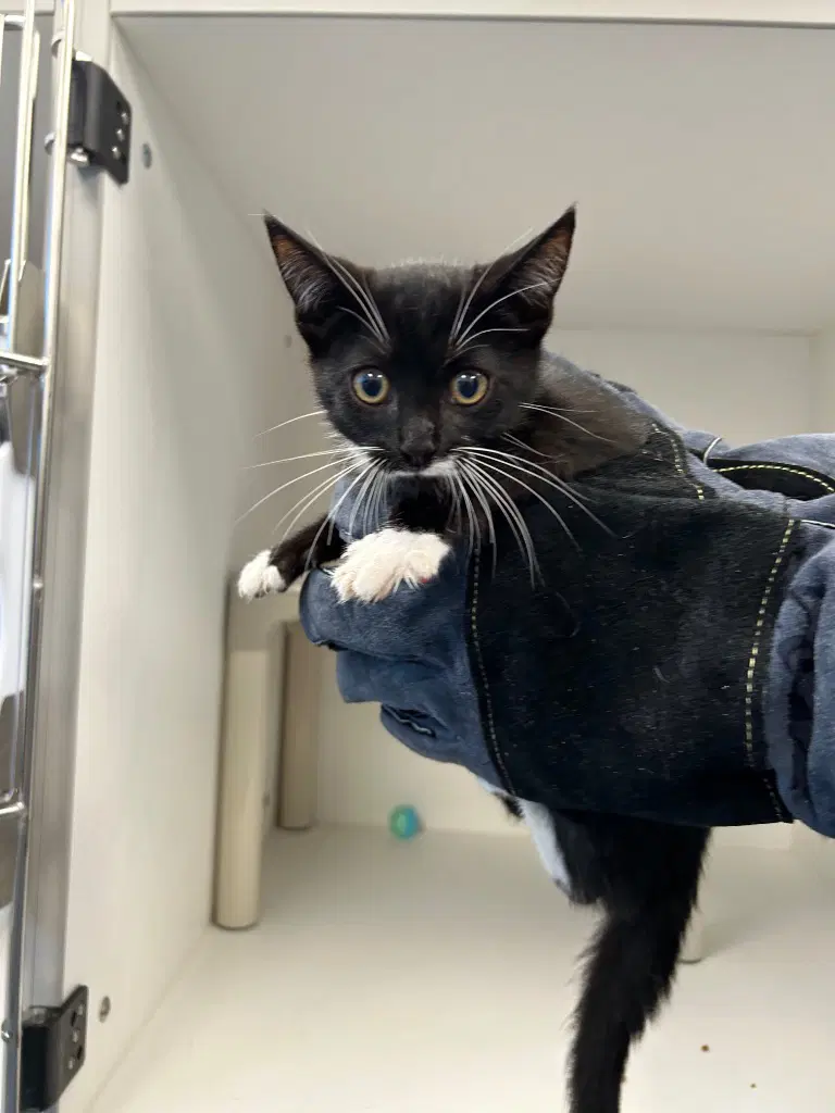 - Shadow - Domestic Short Hair