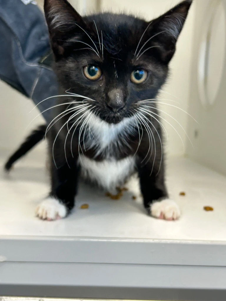 - Salem