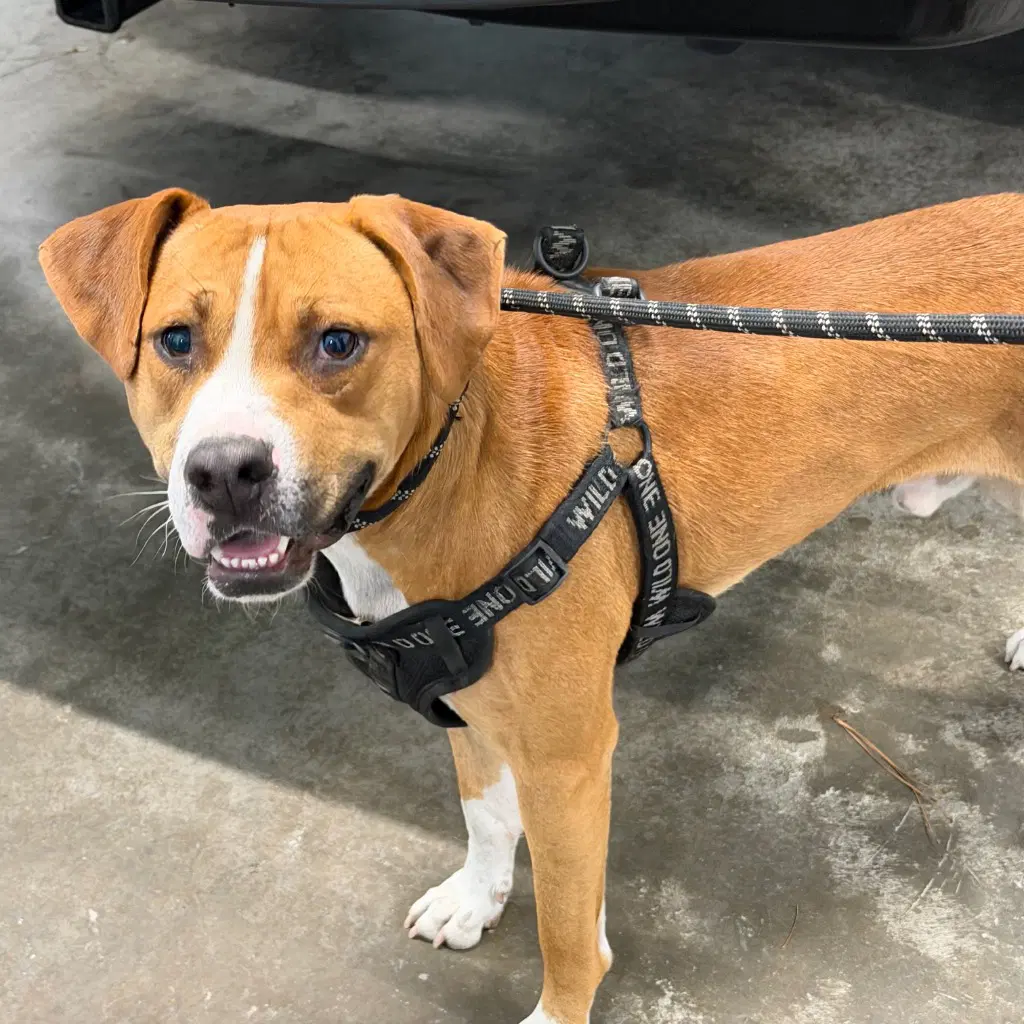 - Jax - Pit Bull Terrier