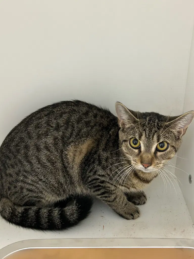 - Chilly - Domestic Short Hair