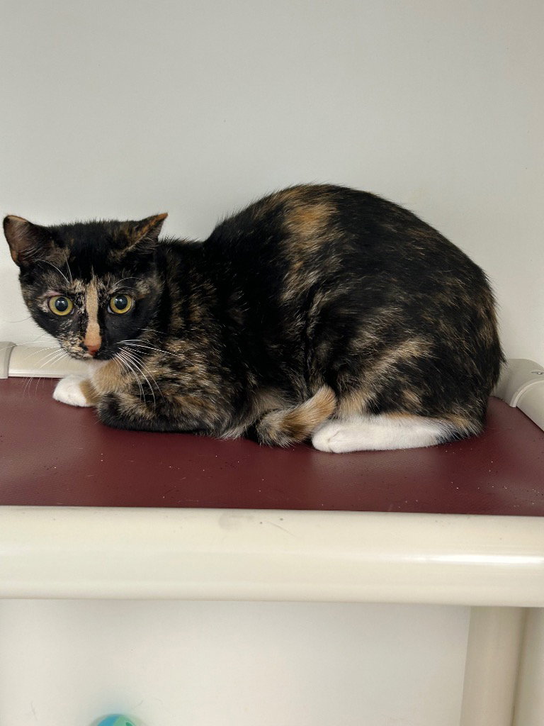 26-380 Sassy Pants, Domestic Short Hair