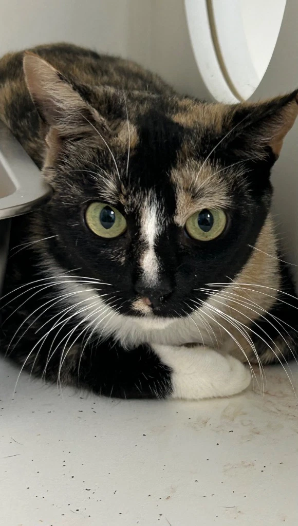 - Kitkat