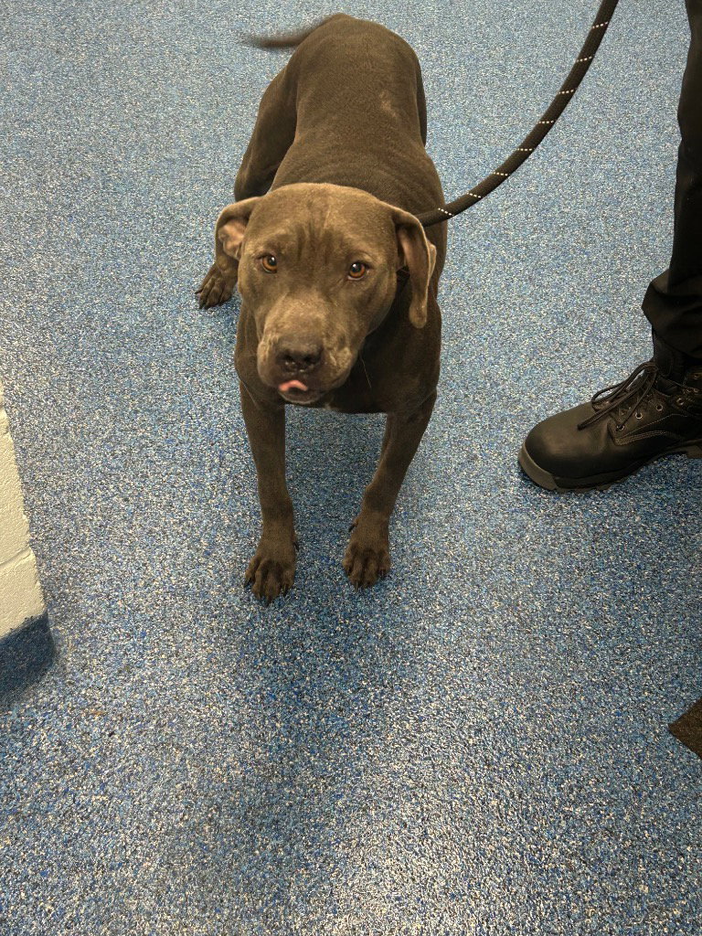 26-364 Smokey, Pit Bull Terrier