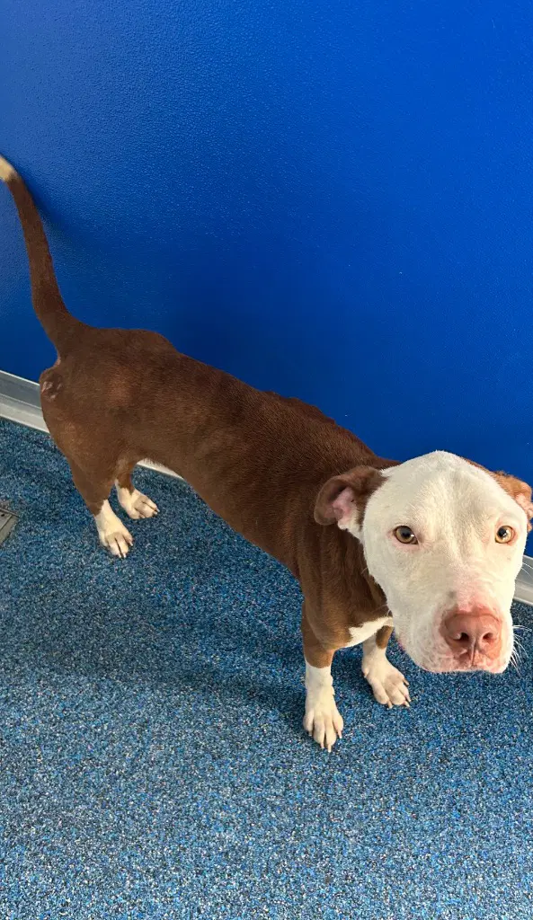 - Peanut - Pit Bull Terrier
