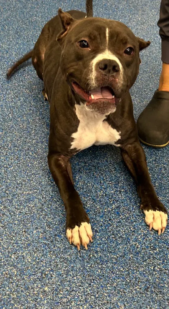 - Coaley - Pit Bull Terrier