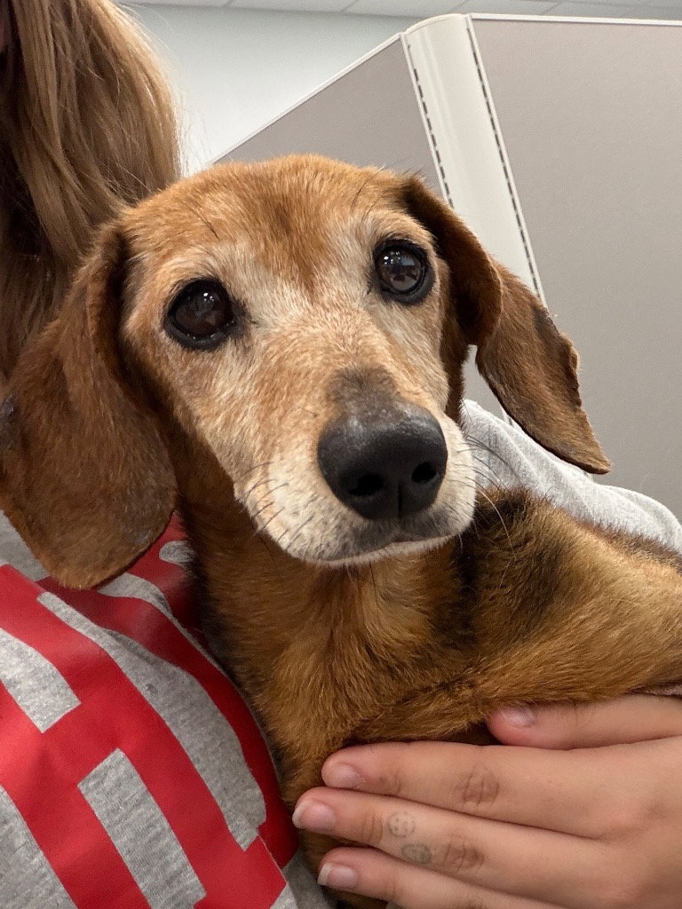 26-393 Winnie, Dachshund
