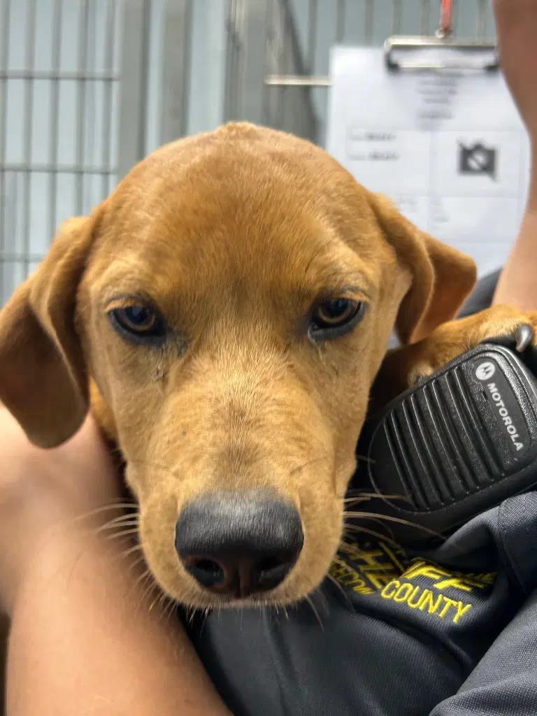 - Scout - Hound