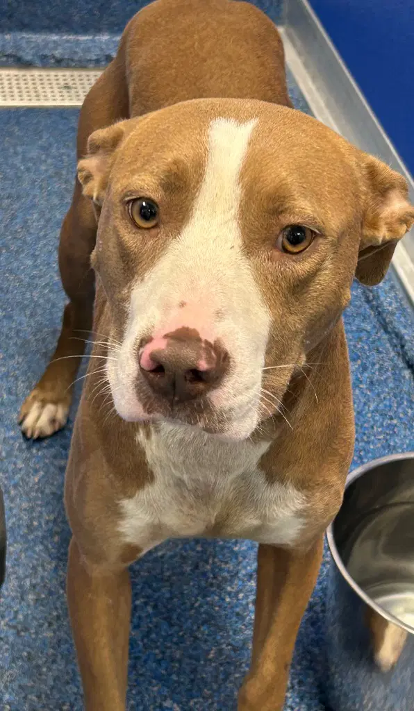 - Haze - Pit Bull Terrier