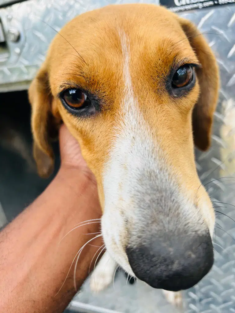 - Pip - Hound