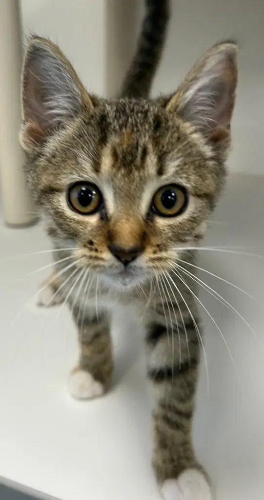Unknown - Domestic Short Hair