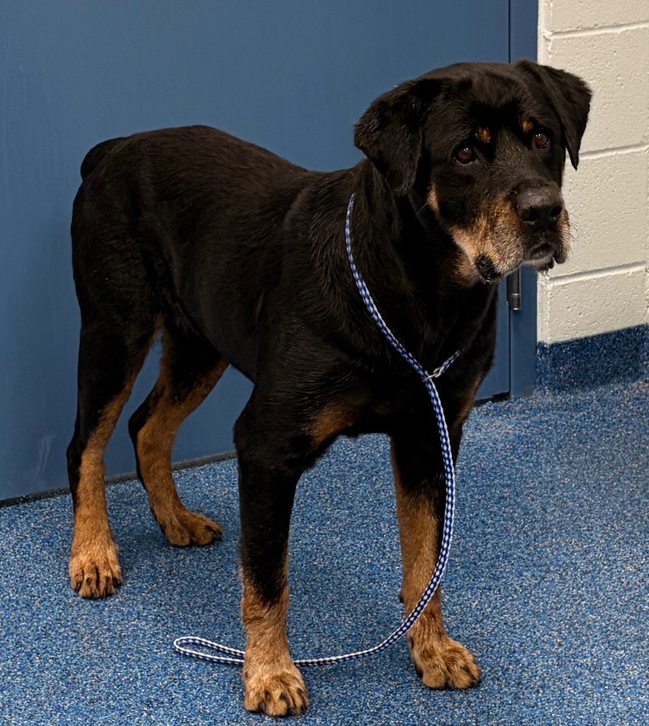 26-447 Axel, photo 2