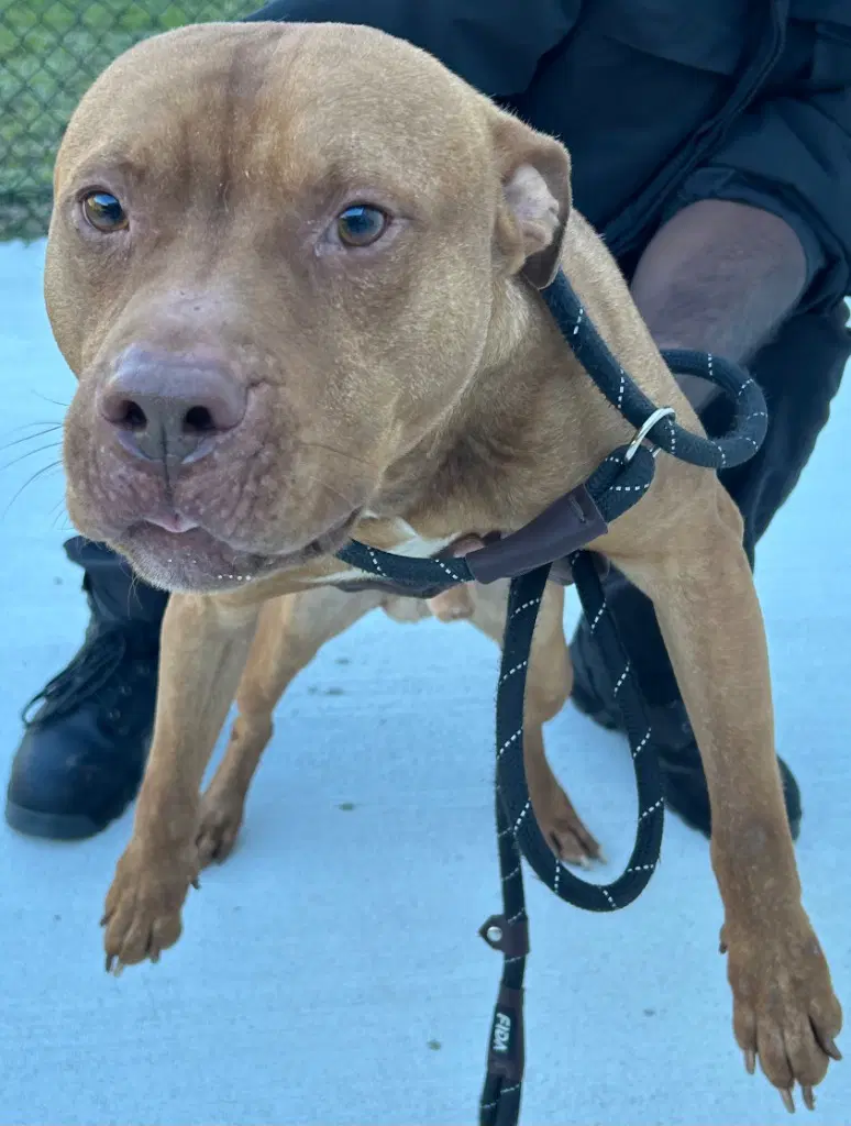 Duke - Pit Bull Terrier