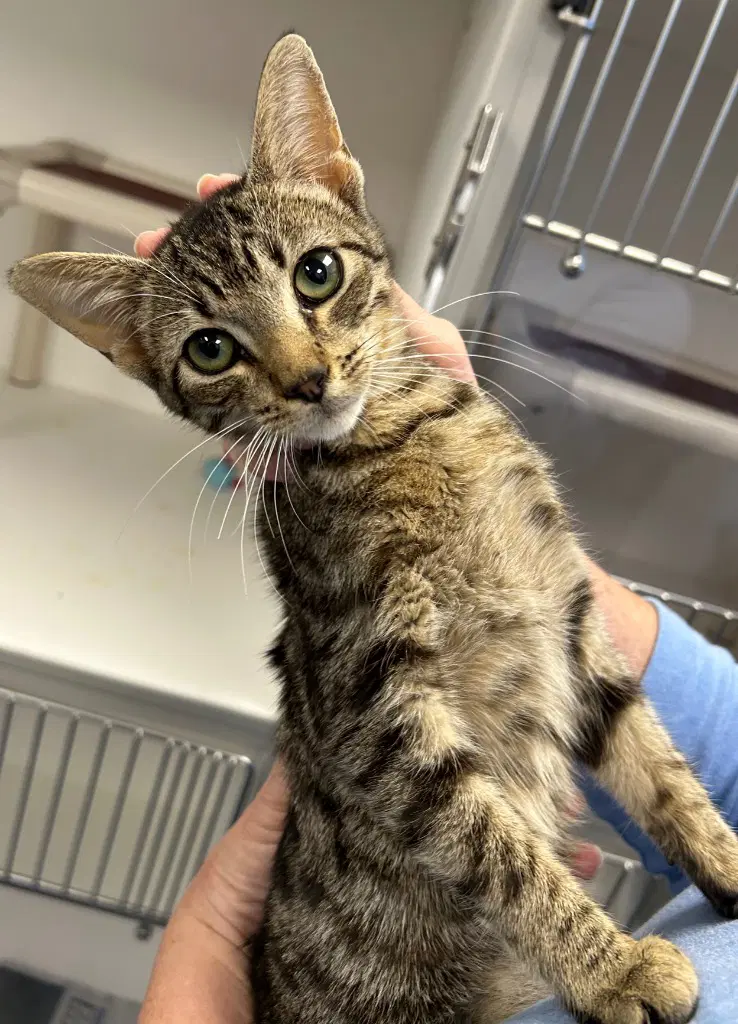 - Pixie - Domestic Short Hair