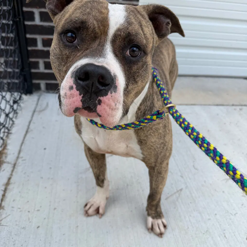 Paulie - Pit Bull Terrier