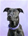 adoptable Dog in gloversville, NY named Ophelia