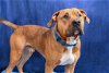 adoptable Dog in gloversville, NY named Tyson