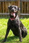 adoptable Dog in gloversville, NY named Reba