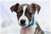 adoptable Dog in gloversville, NY named Oliver