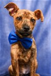 adoptable Dog in gloversville, NY named Cillian