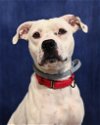 adoptable Dog in  named Aries