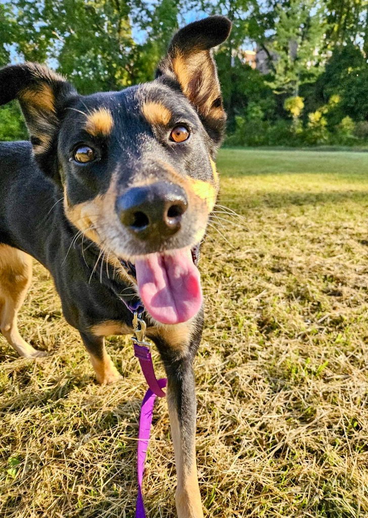 adoptable Dog in Gloversville, NY named Daisy