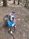 adoptable Dog in  named Bradley