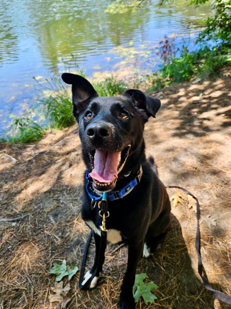 adoptable Dog in Gloversville, NY named Jasper