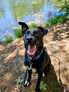 adoptable Dog in  named Jasper