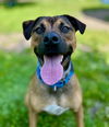 adoptable Dog in  named Finn