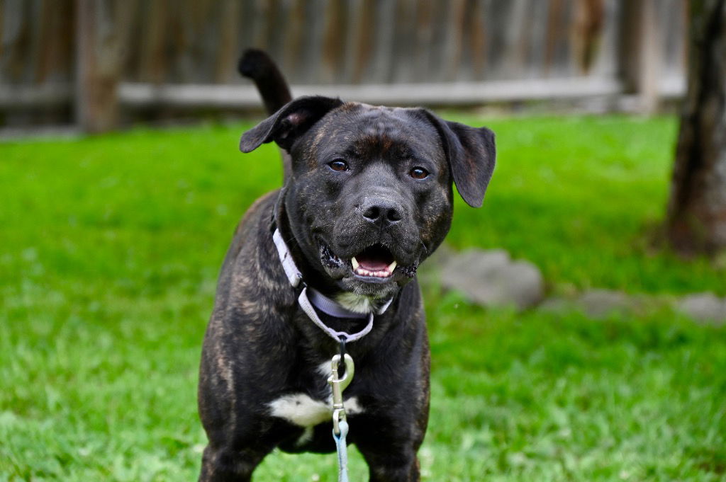 adoptable Dog in Gloversville, NY named Timber