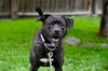 adoptable Dog in  named Timber
