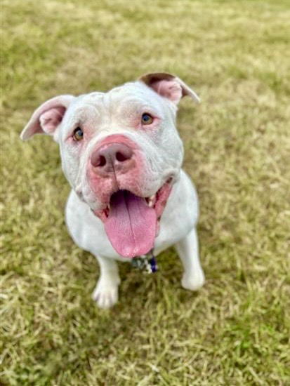 adoptable Dog in Gloversville, NY named Stormy