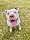 adoptable Dog in  named Stormy